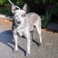 Photo of Shadow