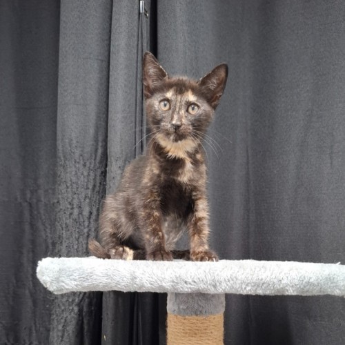 Gabby - Domestic Short Hair (DSH) Cat