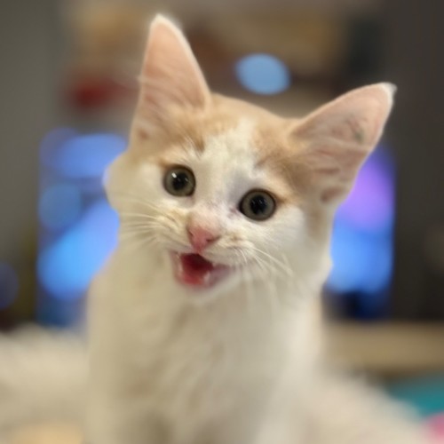 Eden - Domestic Short Hair (DSH) Cat