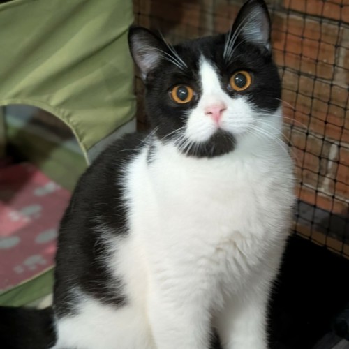 Mister Wigglebottom  - British Shorthair x Scottish Fold Cat