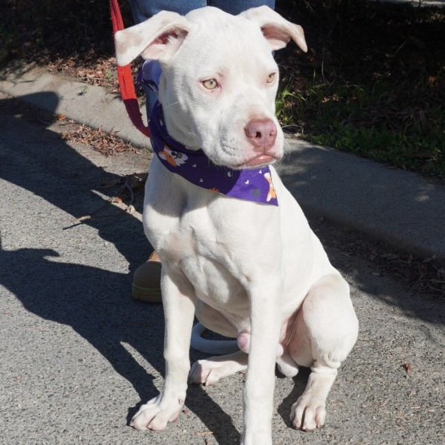 Photo of Bugsy