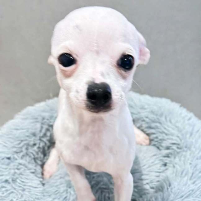 Photo of Polo