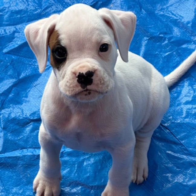 Photo of Gunner 🐶🕶️