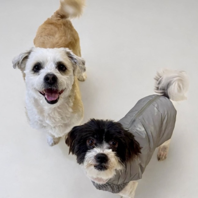 Photo of Bigo (F) & Bilo (M)