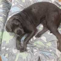 Photo of Lola