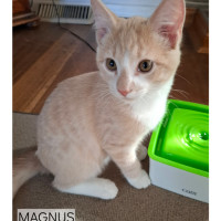 Photo of Magnus