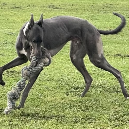 Shaun - Greyhound Dog