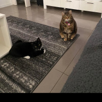Photo of Binx