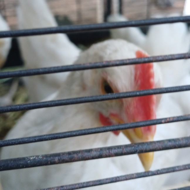 Photo of One Rooster