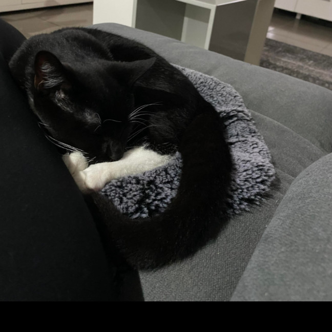 Photo of Binx