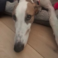 Photo of Banjo, The Greyhound