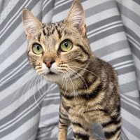 Photo of Farah
