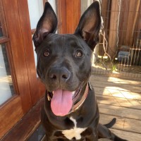 Photo of D1008 Pebbles