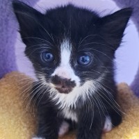 Photo of C1550 Halley