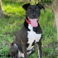 Photo of Dash
