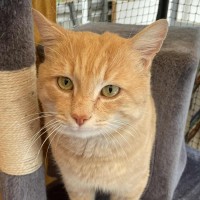 Photo of Axel**2nd Chance Cat Rescue**