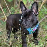 Photo of Ottie
