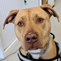 Photo of 🐁 Danger Mouse 6840 🐁