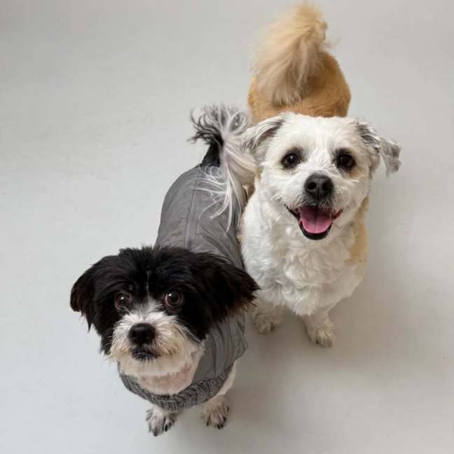 Photo of Bigo (F) & Bilo (M)