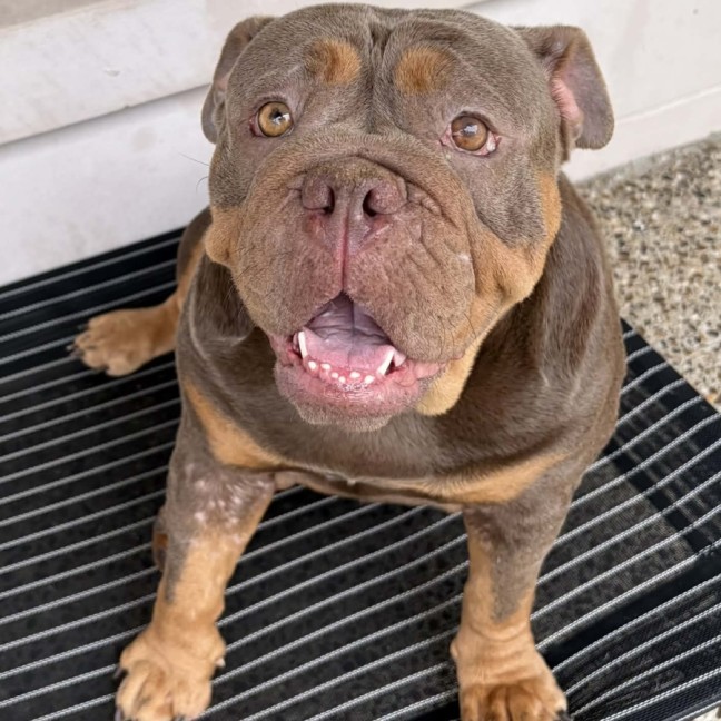 Photo of Tazzie