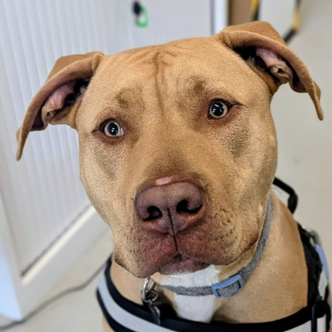 Photo of 🐁 Danger Mouse 6840 🐁