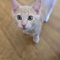 Photo of Mufasa