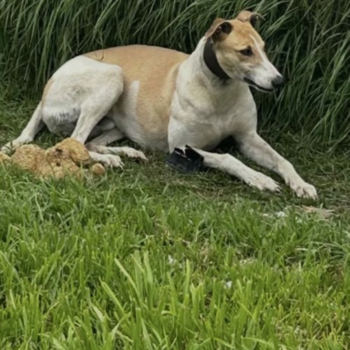BJ - Greyhound Dog