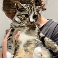 Photo of Pepe Le Pew**2nd Chance Cat Rescue**