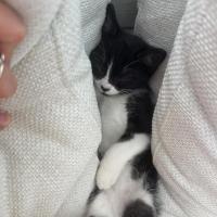 Photo of Birdie