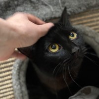 Photo of Callie