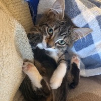 Photo of Snickers