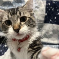 Photo of Gadget   Located In Pakenham