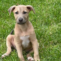 Photo of Paisley 🐶🦋