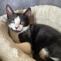 Photo of Collins ^^Dandy Cat Rescue^^