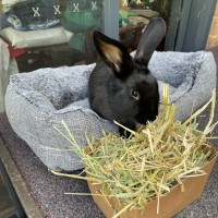 Photo of Milo And Raven