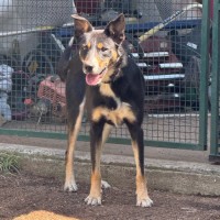 Photo of Devlin The Legend