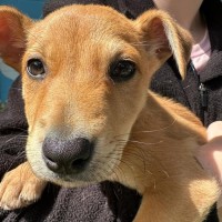 Photo of D1163 Gordo