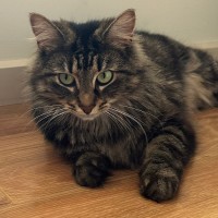 Photo of Tinkerbell ^^Dandy Cat Rescue^^