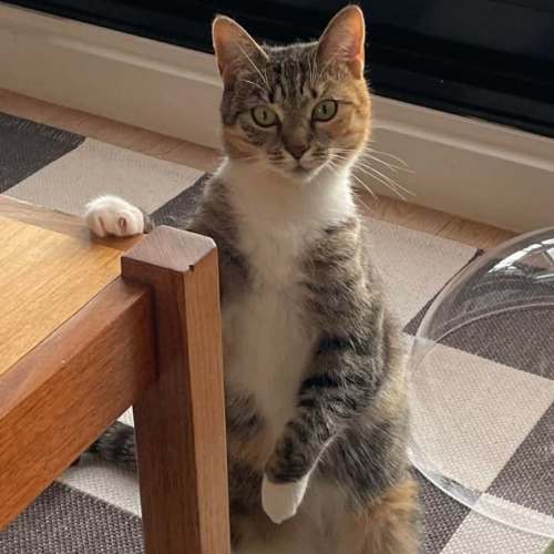 Milkshake - Domestic Short Hair (DSH) Cat