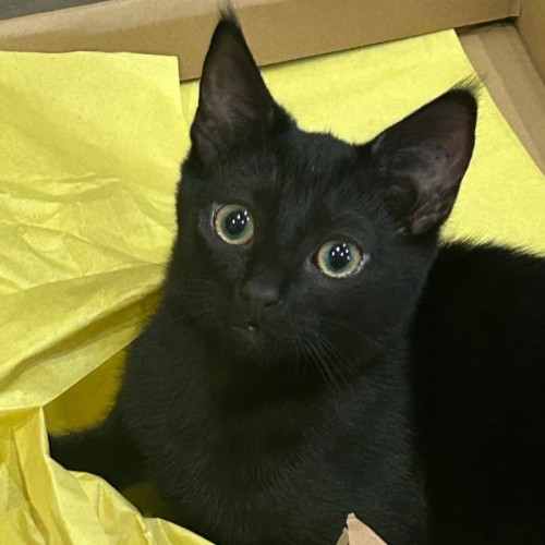 Snap - Domestic Short Hair (DSH) Cat