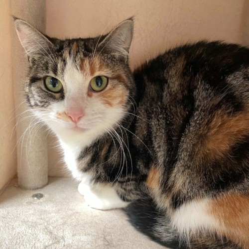 Mama Bear ** 2nd Chance Cat Rescue** - Domestic Short Hair (DSH) Cat