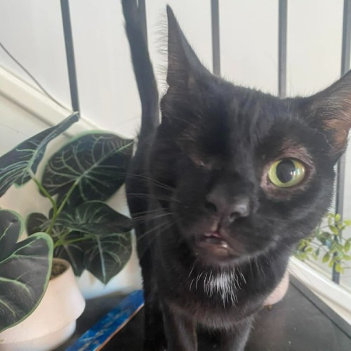 Annie - Domestic Short Hair (DSH) Cat