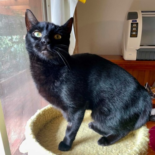 Deli**2nd Chance Cat Rescue** - Domestic Short Hair (DSH) Cat