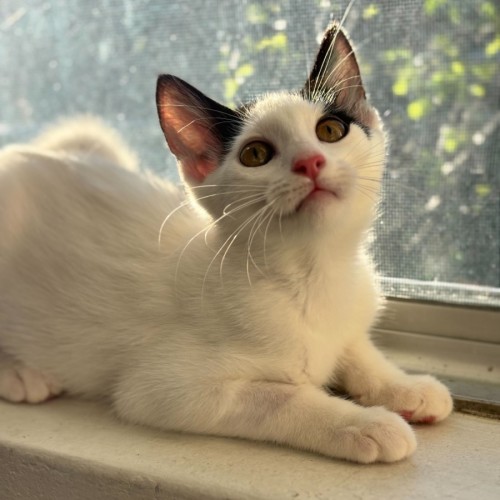 Serena - Domestic Short Hair (DSH) Cat