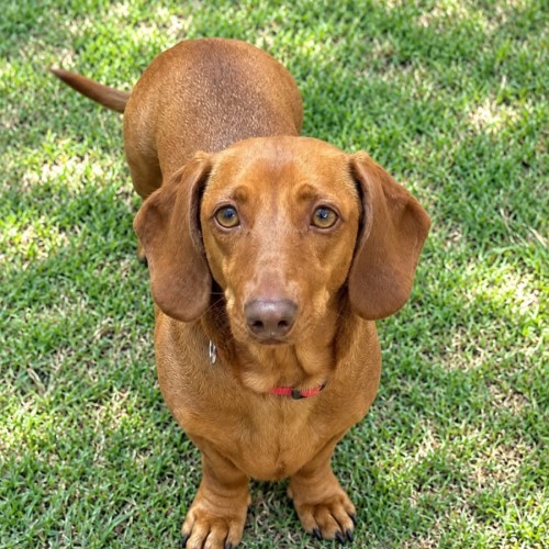 Nora - Dachshund Dog