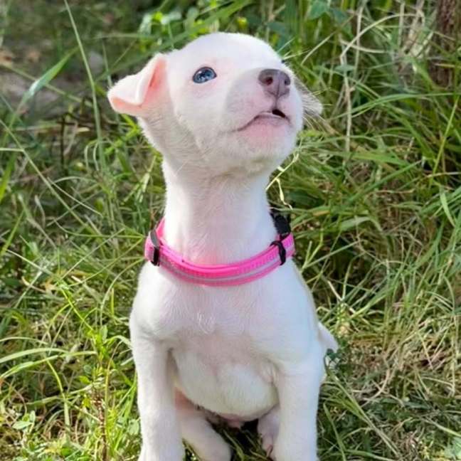 Photo of Abby