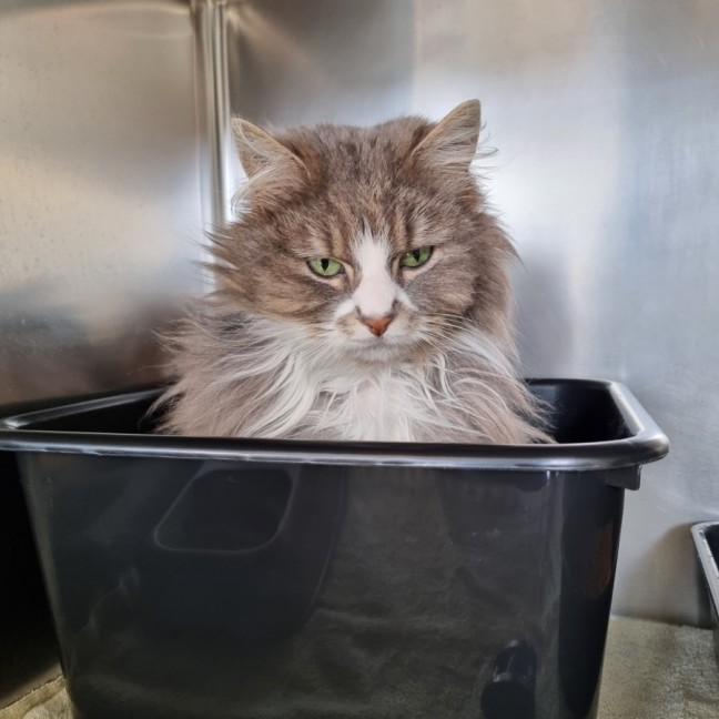 Photo of Alice