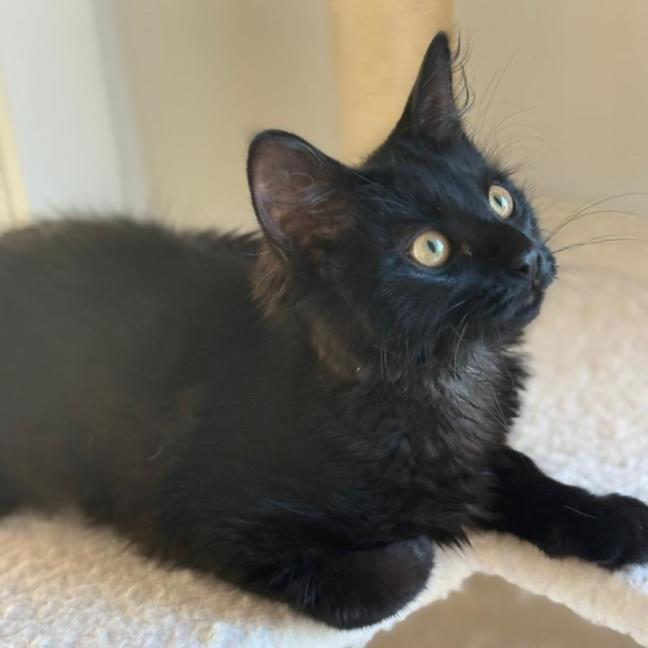 Photo of Upsy & Daisie