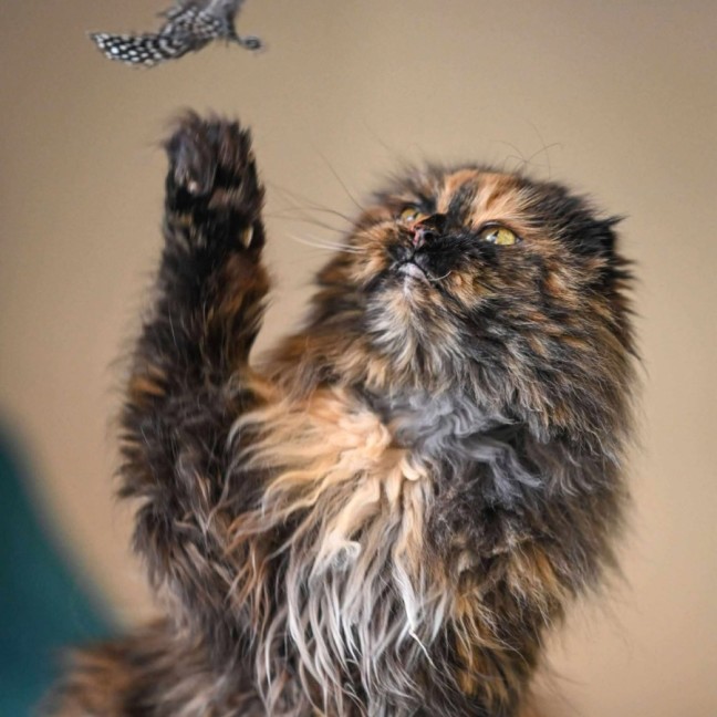 Photo of 🎭Villanelle🎭