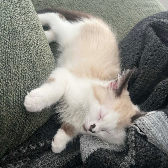 Photo of Pebble 💕